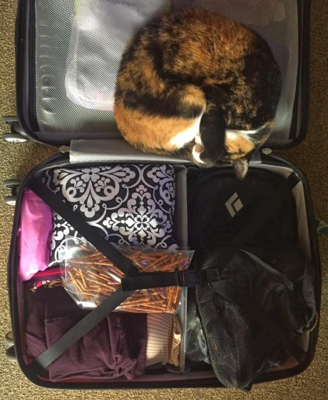 Cat sleeping in a suitcase