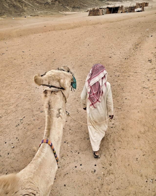 Bedouin leading a camel ride in the desert outside Hurghada, Egypt