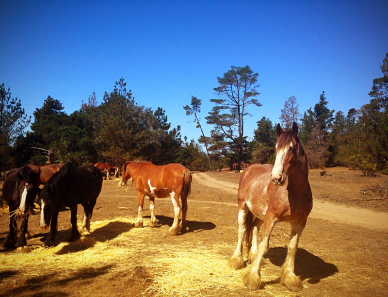 Clydesdales at Covell Ranch / Cambria Pines by the Sea, California