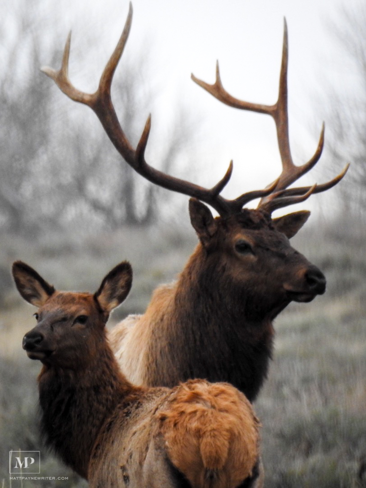 The Elk of Jackson Hole, Wyoming